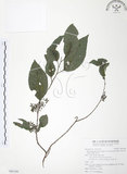 中文名:台灣山桂花(S095188)學名:Maesa perlaria (Lour.) Merr. var. formosana (Mez) Yuen P. Yang(S095188)英文名:Taiwan Maesa