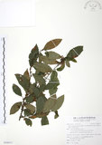 中文名:台灣山桂花(S100371)學名:Maesa perlaria (Lour.) Merr. var. formosana (Mez) Yuen P. Yang(S100371)英文名:Taiwan Maesa