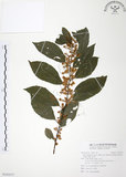 中文名:台灣山桂花(S101077)學名:Maesa perlaria (Lour.) Merr. var. formosana (Mez) Yuen P. Yang(S101077)英文名:Taiwan Maesa