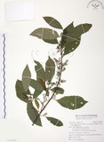 中文名:台灣山桂花(S109020)學名:Maesa perlaria (Lour.) Merr. var. formosana (Mez) Yuen P. Yang(S109020)英文名:Taiwan Maesa