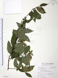 中文名:台灣山桂花(S113133)學名:Maesa perlaria (Lour.) Merr. var. formosana (Mez) Yuen P. Yang(S113133)英文名:Taiwan Maesa