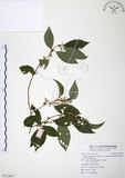中文名:台灣山桂花(S113887)學名:Maesa perlaria (Lour.) Merr. var. formosana (Mez) Yuen P. Yang(S113887)英文名:Taiwan Maesa