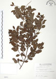 中文名:小葉赤楠(S004973)學名:Syzygium buxifolium Hook. & Arn.(S004973)英文名:Boxleaf Eugenia