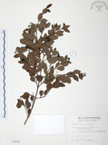 中文名:小葉赤楠(S004974)學名:Syzygium buxifolium Hook. & Arn.(S004974)英文名:Boxleaf Eugenia