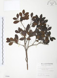 中文名:小葉赤楠(S005486)學名:Syzygium buxifolium Hook. & Arn.(S005486)英文名:Boxleaf Eugenia