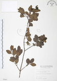 中文名:小葉赤楠(S005487)學名:Syzygium buxifolium Hook. & Arn.(S005487)英文名:Boxleaf Eugenia