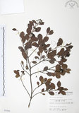 中文名:小葉赤楠(S005998)學名:Syzygium buxifolium Hook. & Arn.(S005998)英文名:Boxleaf Eugenia