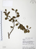 中文名:小葉赤楠(S013062)學名:Syzygium buxifolium Hook. & Arn.(S013062)英文名:Boxleaf Eugenia