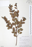 中文名:小葉赤楠(S015512)學名:Syzygium buxifolium Hook. & Arn.(S015512)英文名:Boxleaf Eugenia