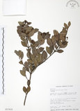 中文名:小葉赤楠(S017619)學名:Syzygium buxifolium Hook. & Arn.(S017619)英文名:Boxleaf Eugenia