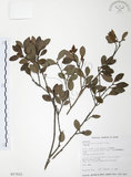 中文名:小葉赤楠(S017933)學名:Syzygium buxifolium Hook. & Arn.(S017933)英文名:Boxleaf Eugenia