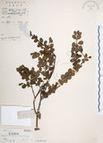 中文名:小葉赤楠(S019534)學名:Syzygium buxifolium Hook. & Arn.(S019534)英文名:Boxleaf Eugenia