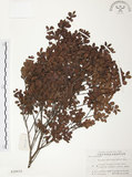 中文名:小葉赤楠(S020634)學名:Syzygium buxifolium Hook. & Arn.(S020634)英文名:Boxleaf Eugenia