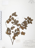中文名:小葉赤楠(S021366)學名:Syzygium buxifolium Hook. & Arn.(S021366)英文名:Boxleaf Eugenia