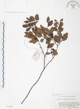 中文名:小葉赤楠(S021519)學名:Syzygium buxifolium Hook. & Arn.(S021519)英文名:Boxleaf Eugenia