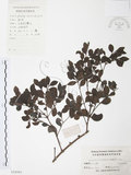 中文名:小葉赤楠(S024561)學名:Syzygium buxifolium Hook. & Arn.(S024561)英文名:Boxleaf Eugenia