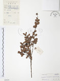 中文名:小葉赤楠(S039197)學名:Syzygium buxifolium Hook. & Arn.(S039197)英文名:Boxleaf Eugenia