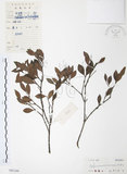 中文名:小葉赤楠(S041164)學名:Syzygium buxifolium Hook. & Arn.(S041164)英文名:Boxleaf Eugenia