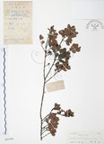 中文名:小葉赤楠(S041544)學名:Syzygium buxifolium Hook. & Arn.(S041544)英文名:Boxleaf Eugenia