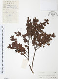 中文名:小葉赤楠(S043805)學名:Syzygium buxifolium Hook. & Arn.(S043805)英文名:Boxleaf Eugenia