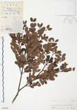 中文名:小葉赤楠(S045900)學名:Syzygium buxifolium Hook. & Arn.(S045900)英文名:Boxleaf Eugenia