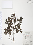 中文名:小葉赤楠(S052317)學名:Syzygium buxifolium Hook. & Arn.(S052317)英文名:Boxleaf Eugenia
