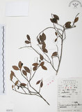 中文名:小葉赤楠(S052572)學名:Syzygium buxifolium Hook. & Arn.(S052572)英文名:Boxleaf Eugenia