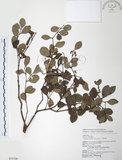 中文名:小葉赤楠(S054708)學名:Syzygium buxifolium Hook. & Arn.(S054708)英文名:Boxleaf Eugenia