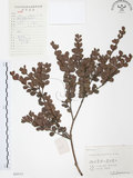 中文名:小葉赤楠(S055712)學名:Syzygium buxifolium Hook. & Arn.(S055712)英文名:Boxleaf Eugenia