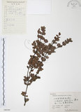 中文名:小葉赤楠(S060180)學名:Syzygium buxifolium Hook. & Arn.(S060180)英文名:Boxleaf Eugenia