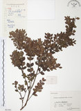 中文名:小葉赤楠(S061963)學名:Syzygium buxifolium Hook. & Arn.(S061963)英文名:Boxleaf Eugenia