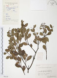中文名:小葉赤楠(S062129)學名:Syzygium buxifolium Hook. & Arn.(S062129)英文名:Boxleaf Eugenia