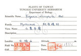 中文名:小葉赤楠(S065540)學名:Syzygium buxifolium Hook. & Arn.(S065540)英文名:Boxleaf Eugenia