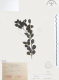 中文名:小葉赤楠(S065540)學名:Syzygium buxifolium Hook. & Arn.(S065540)英文名:Boxleaf Eugenia