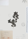 中文名:小葉赤楠(S065541)學名:Syzygium buxifolium Hook. & Arn.(S065541)英文名:Boxleaf Eugenia