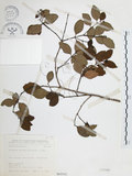 中文名:小葉赤楠(S065542)學名:Syzygium buxifolium Hook. & Arn.(S065542)英文名:Boxleaf Eugenia