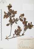 中文名:小葉赤楠(S065615)學名:Syzygium buxifolium Hook. & Arn.(S065615)英文名:Boxleaf Eugenia