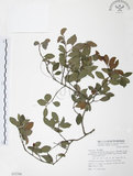 中文名:小葉赤楠(S072760)學名:Syzygium buxifolium Hook. & Arn.(S072760)英文名:Boxleaf Eugenia