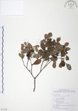 中文名:小葉赤楠(S077318)學名:Syzygium buxifolium Hook. & Arn.(S077318)英文名:Boxleaf Eugenia
