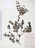 中文名:小葉赤楠(S078773)學名:Syzygium buxifolium Hook. & Arn.(S078773)英文名:Boxleaf Eugenia