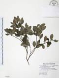 中文名:小葉赤楠(S081220)學名:Syzygium buxifolium Hook. & Arn.(S081220)英文名:Boxleaf Eugenia