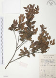 中文名:小葉赤楠(S083362)學名:Syzygium buxifolium Hook. & Arn.(S083362)英文名:Boxleaf Eugenia