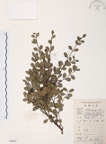 中文名:小葉赤楠(S084027)學名:Syzygium buxifolium Hook. & Arn.(S084027)英文名:Boxleaf Eugenia