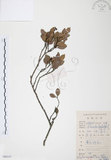 中文名:小葉赤楠(S084147)學名:Syzygium buxifolium Hook. & Arn.(S084147)英文名:Boxleaf Eugenia
