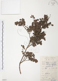 中文名:小葉赤楠(S084857)學名:Syzygium buxifolium Hook. & Arn.(S084857)英文名:Boxleaf Eugenia