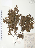 中文名:小葉赤楠(S084952)學名:Syzygium buxifolium Hook. & Arn.(S084952)英文名:Boxleaf Eugenia