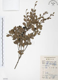 中文名:小葉赤楠(S087058)學名:Syzygium buxifolium Hook. & Arn.(S087058)英文名:Boxleaf Eugenia