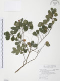 中文名:小葉赤楠(S092984)學名:Syzygium buxifolium Hook. & Arn.(S092984)英文名:Boxleaf Eugenia