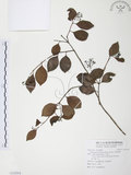 中文名:小葉赤楠(S113314)學名:Syzygium buxifolium Hook. & Arn.(S113314)英文名:Boxleaf Eugenia