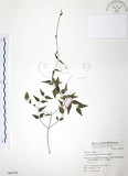 中文名:山素英(S064102)學名:Jasminum hemsleyi Yamamoto(S064102)英文名:Mountain Jasmine